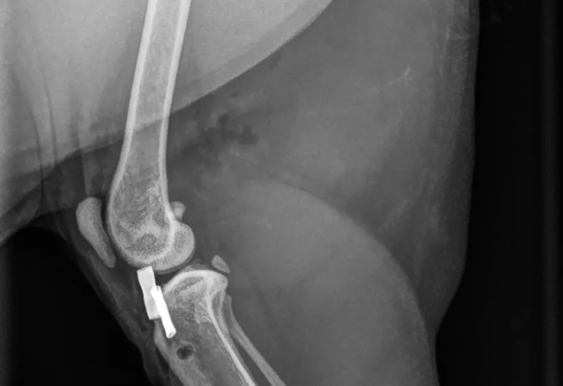 Side-view X-ray of a cat’s knee after lateral suture surgery, showing the metal crimp clamps next to the tibia