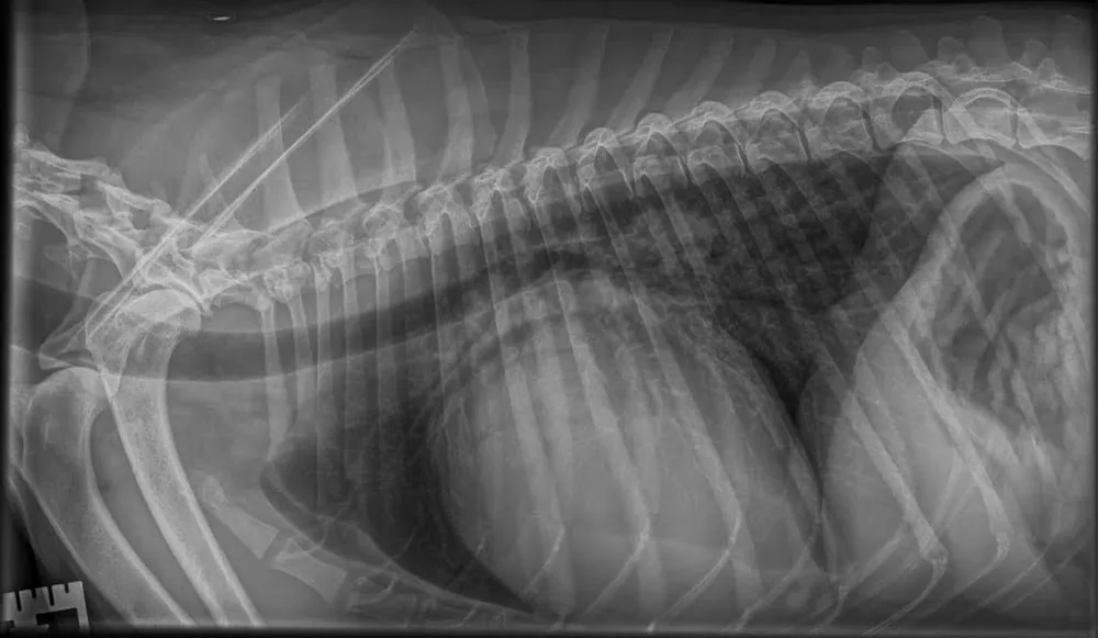 Side-view chest X-ray of a dog showing an enlarged heart shadow