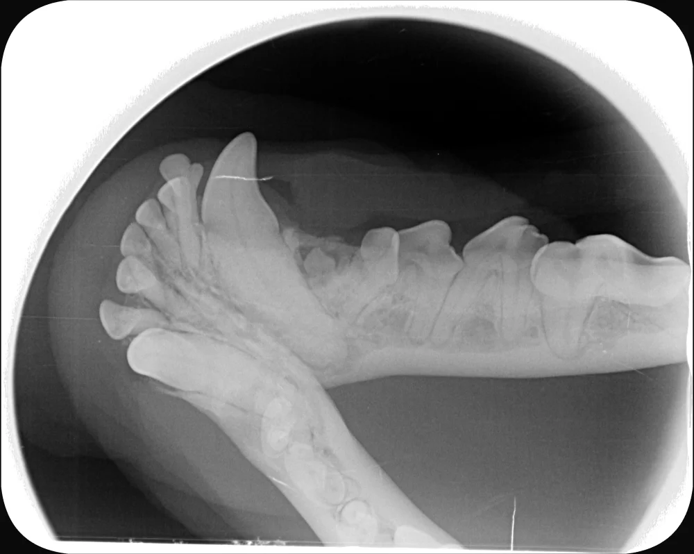 Dental X-ray of a dog’s lower jaw: an unerupted premolar buried in the bone behind the canine, with the dark area of a cyst around its crown