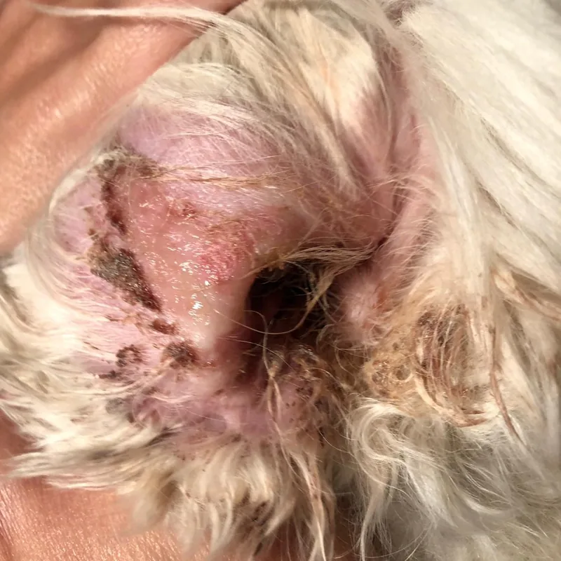 Opening of a dog’s ear canal with otitis externa: red, moist skin and dark brown crusted discharge