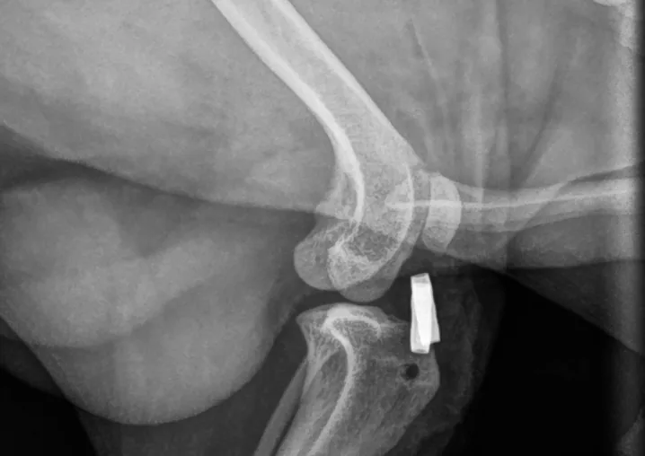 Side-view X-ray of a dog’s knee after lateral suture surgery, showing the metal crimp clamp next to the tibia
