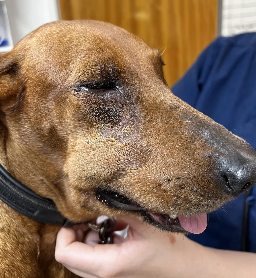En hunds ansikte efter ett huggormsbett: nosen och området runt ögat är svullna