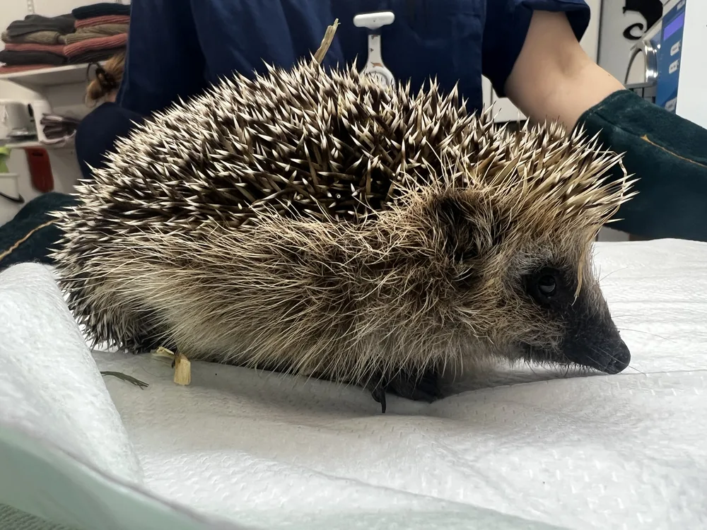 A European hedgehog on the examination table, with a nurse in thick protective gloves behind it