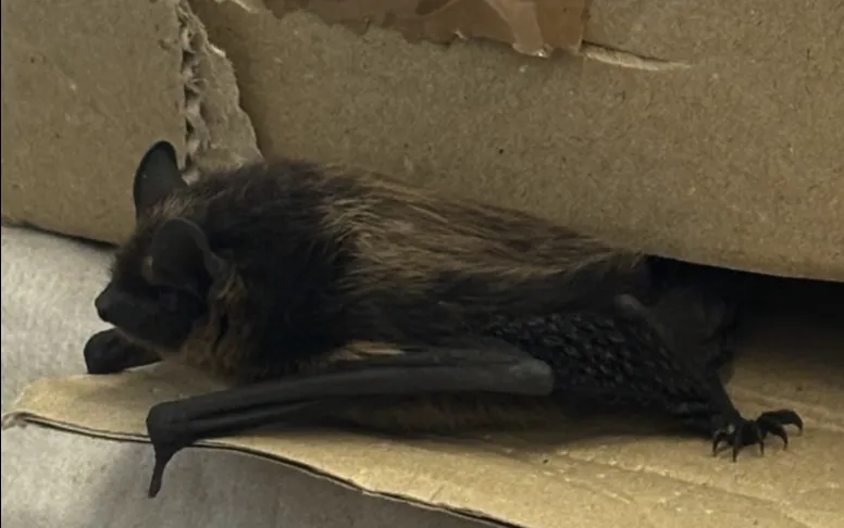 A bat patient at Saari Animal Clinic