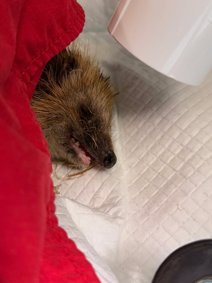 The first hedgehog tooth extraction at Saari Animal Clinic