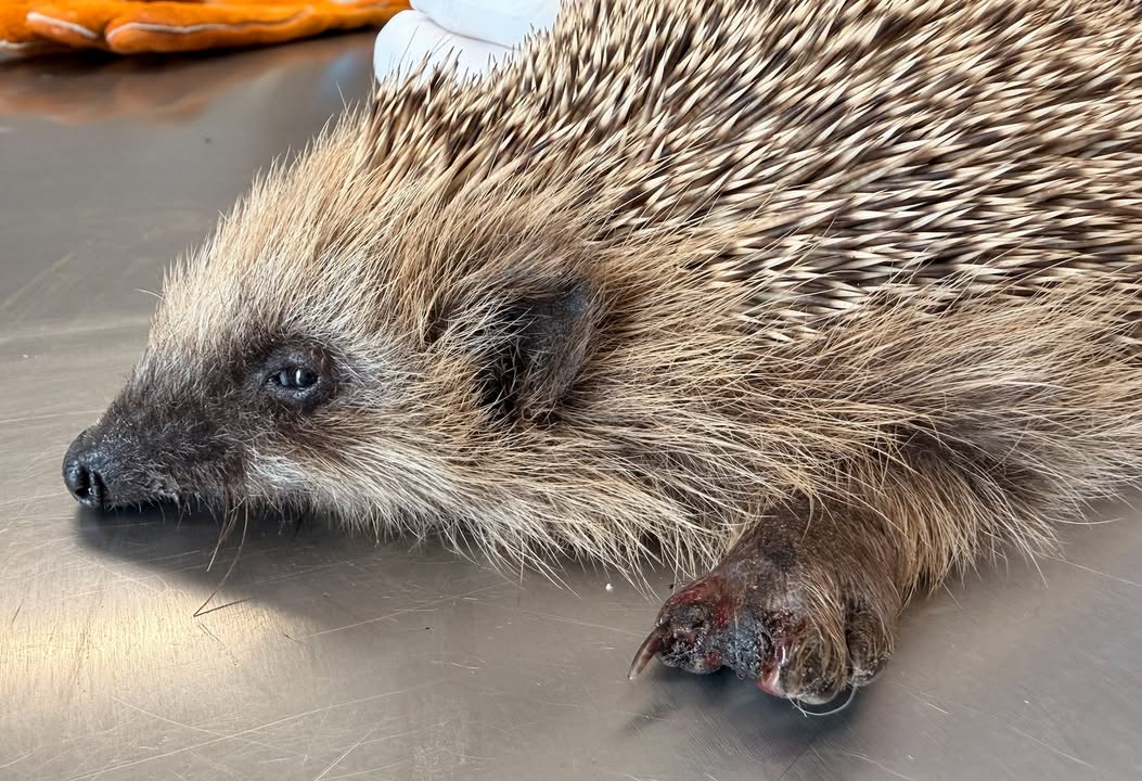 Hedgehog whose front paw was caught in a mouse trap — Saari Animal Clinic
