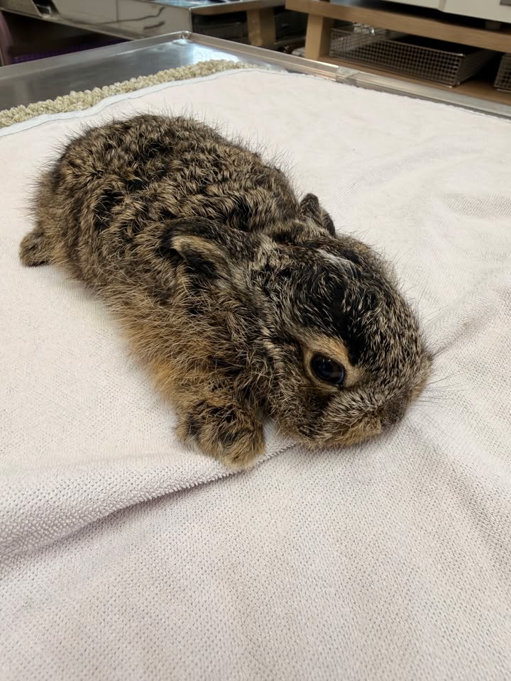 Baby hare at Saari Animal Clinic