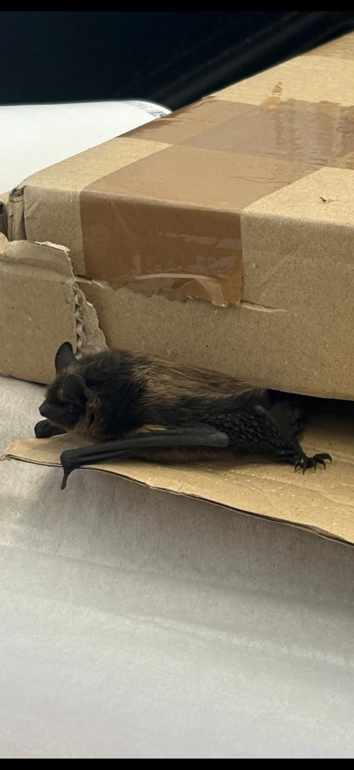 Small bat at Saari Animal Clinic