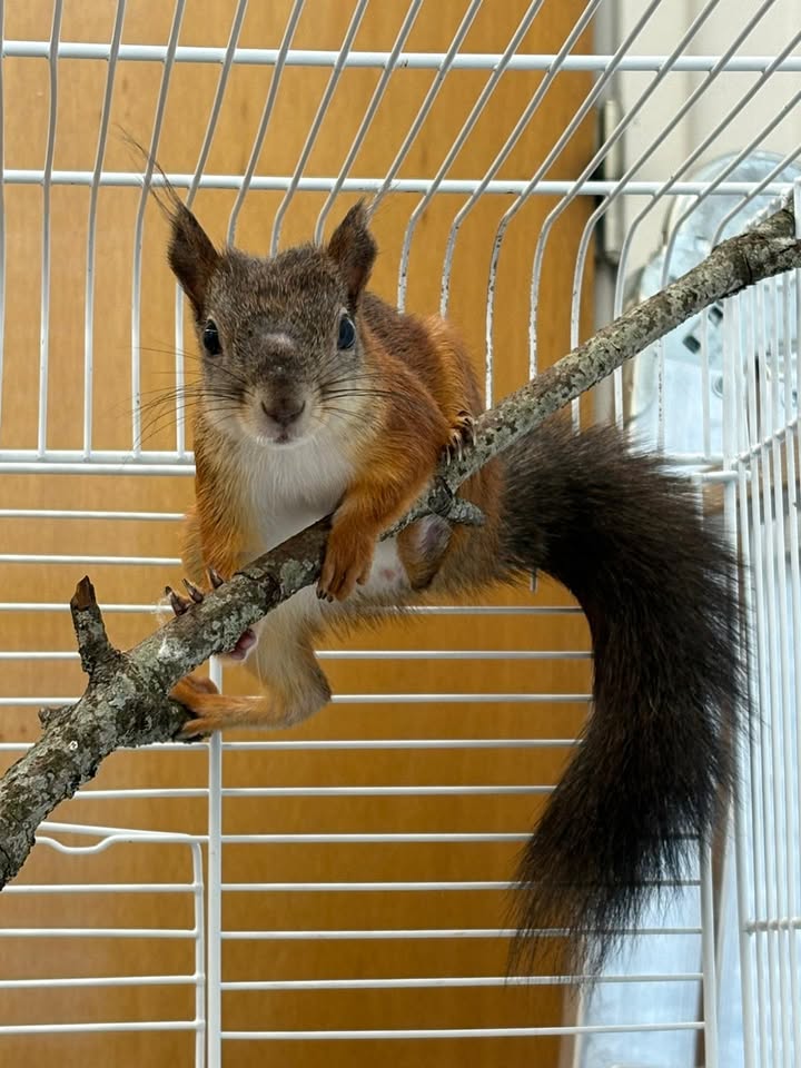 Mauri the squirrel at Saari Animal Clinic before release
