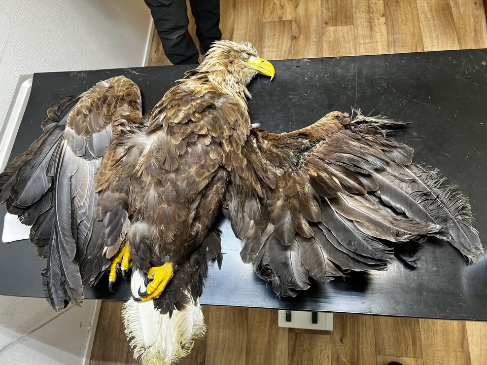 White-tailed eagle on the Saari Animal Clinic exam table
