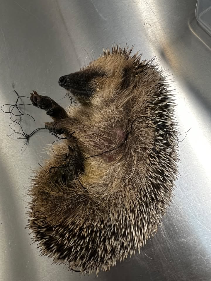 Hedgehog with plastic string tightly wound around its legs — rescued at Saari Animal Clinic