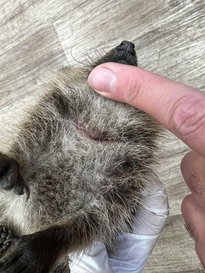 Hedgehog with fishing line around the neck — rescued at Saari Animal Clinic