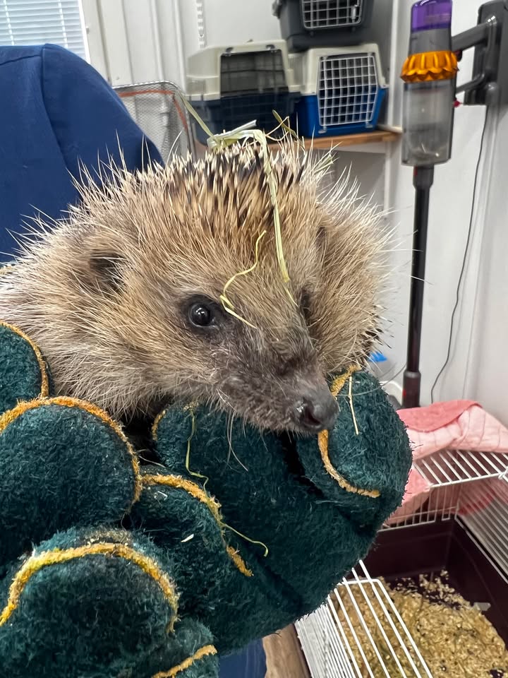 Simo the hedgehog being released back to nature